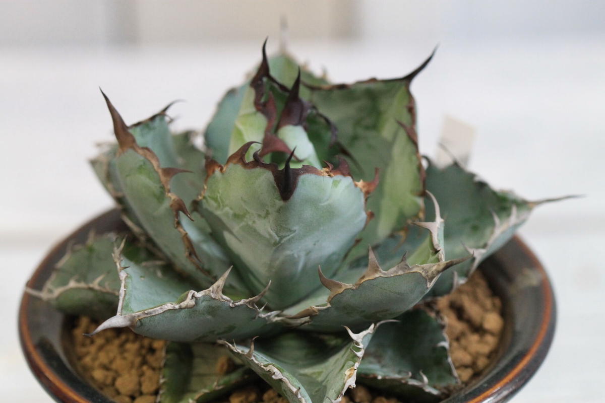 Agave チタノタ ブラック ブルー Hanayoshi Botanical