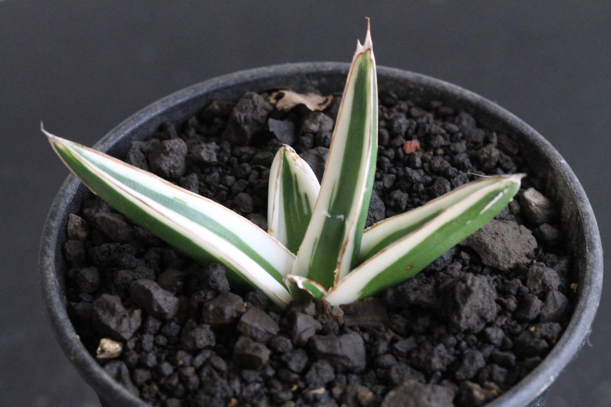 アガベ 氷山 特選① - beachculture.co.jp