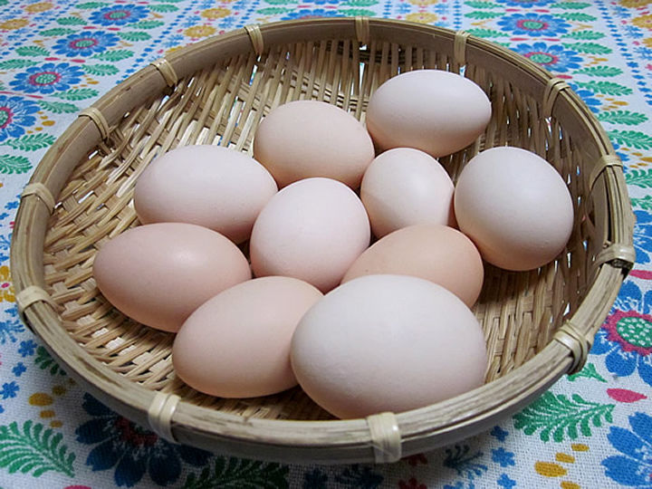 東京烏骨鶏 有精卵 10個 白烏骨鶏 烏骨鶏卵 うこっけい 孵化用 自然のある暮らし