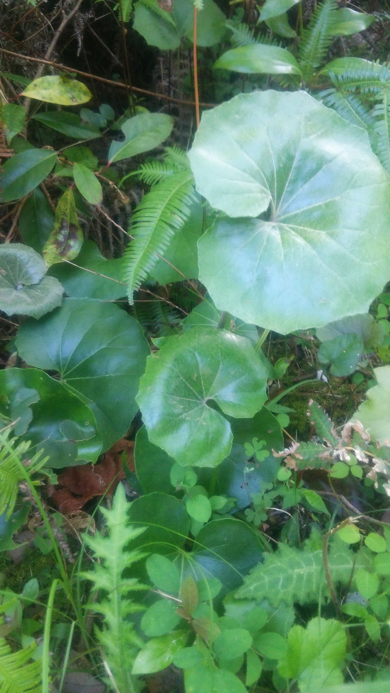 ✨ツワブキ 苗 6株 根付き✨抜き苗　山野草　農薬不使用　煮物がおいしいよ～ ✨ツワブキ 苗 6株 根付き✨抜き苗 山野草 無農薬 煮物が