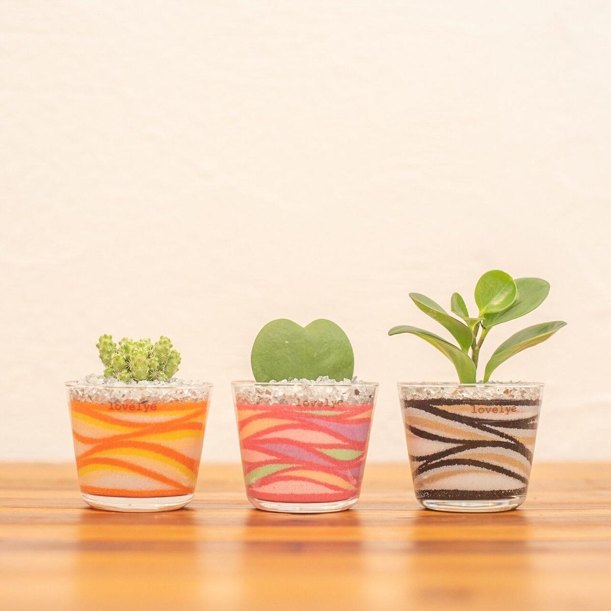カラーサンド 観葉植物sサイズ Blackスタイル Lovelye S Store