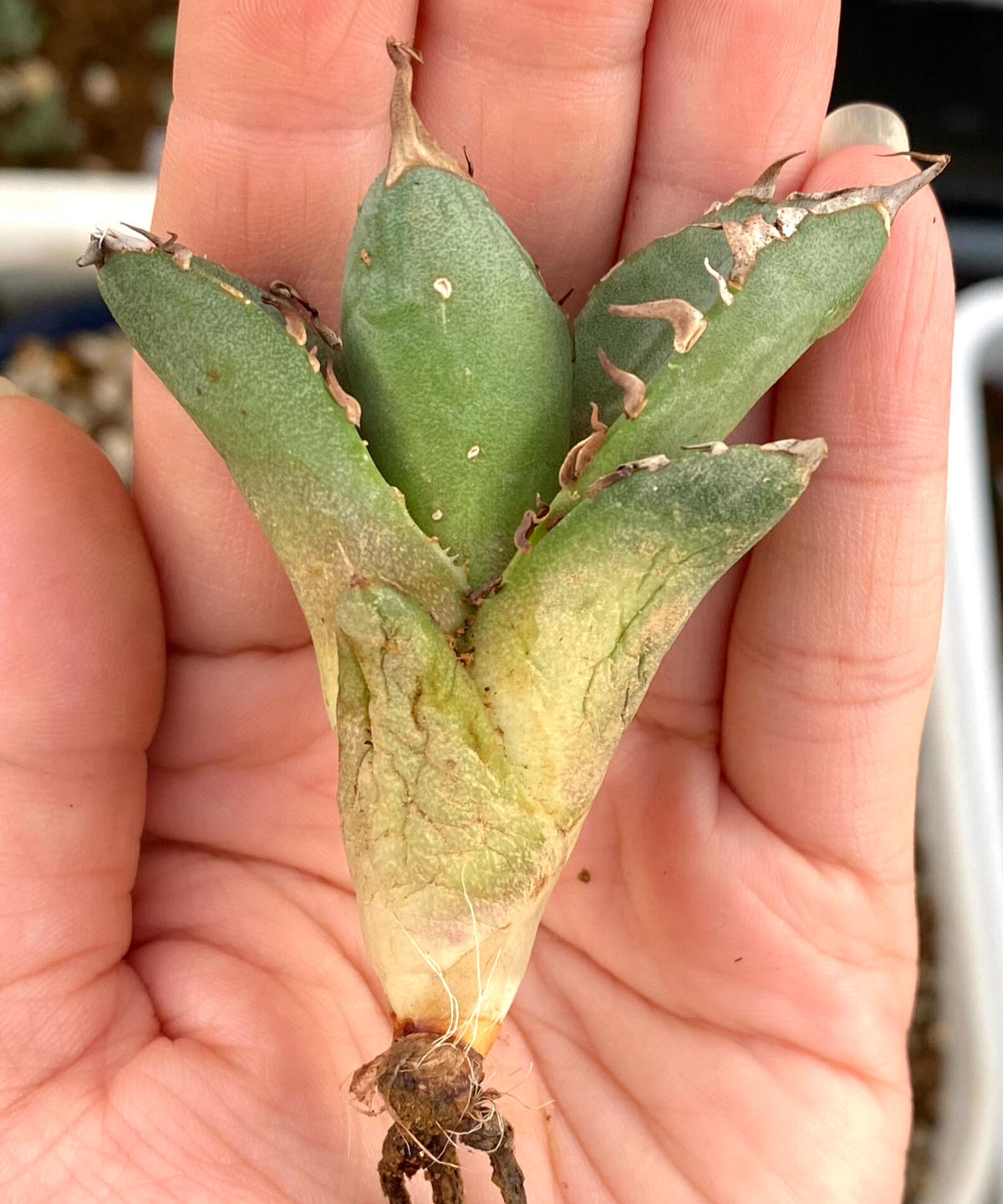 アガベ agave チタノタtitanota 鬼爪 皮卡丘 雪峰 激レア特選株 | Lu...