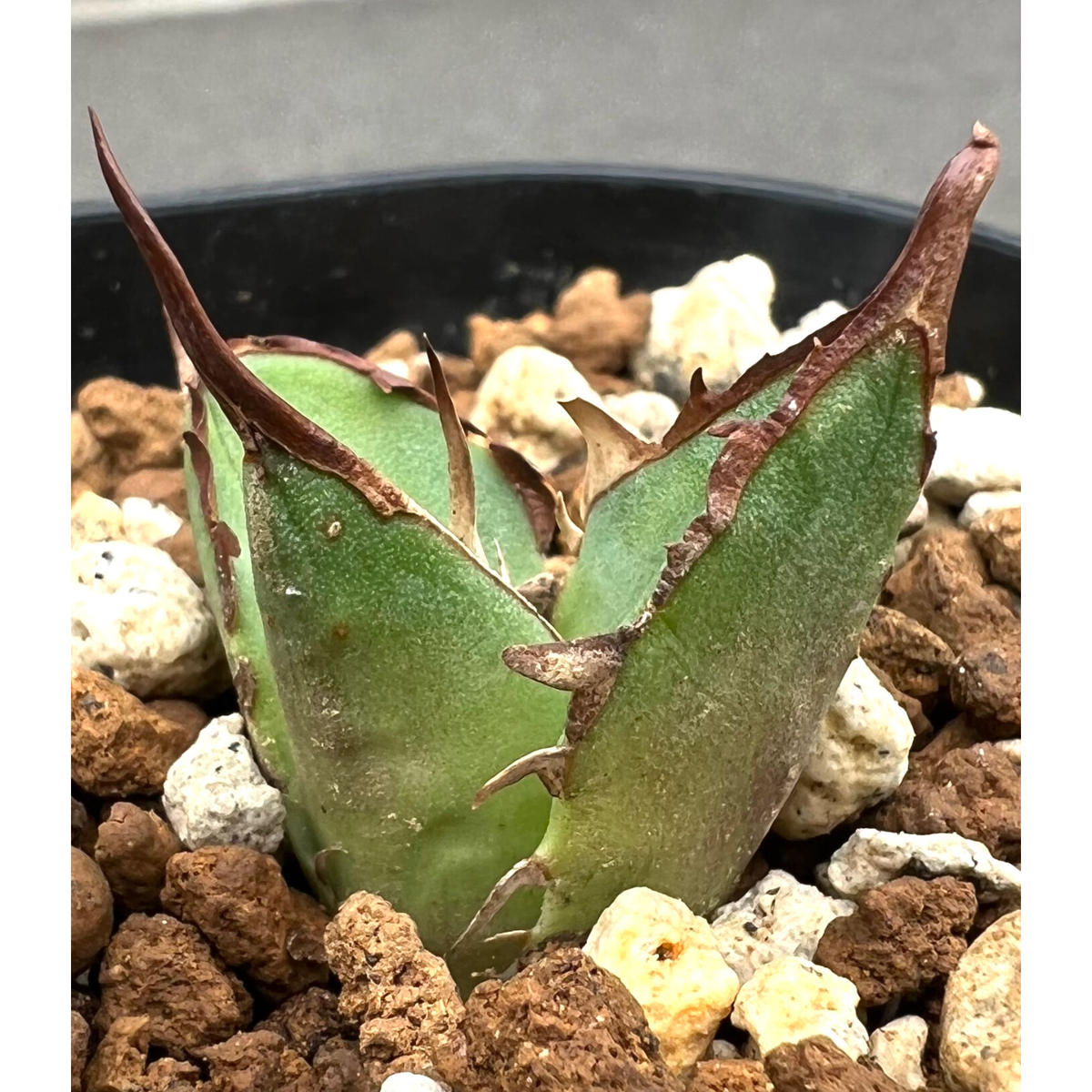 多肉植物アガべチタノタ ブツブツ系赤猫怪獣極上株 多肉植物アガべチタノタ ブツブツ系赤猫極上株 【公式通販】