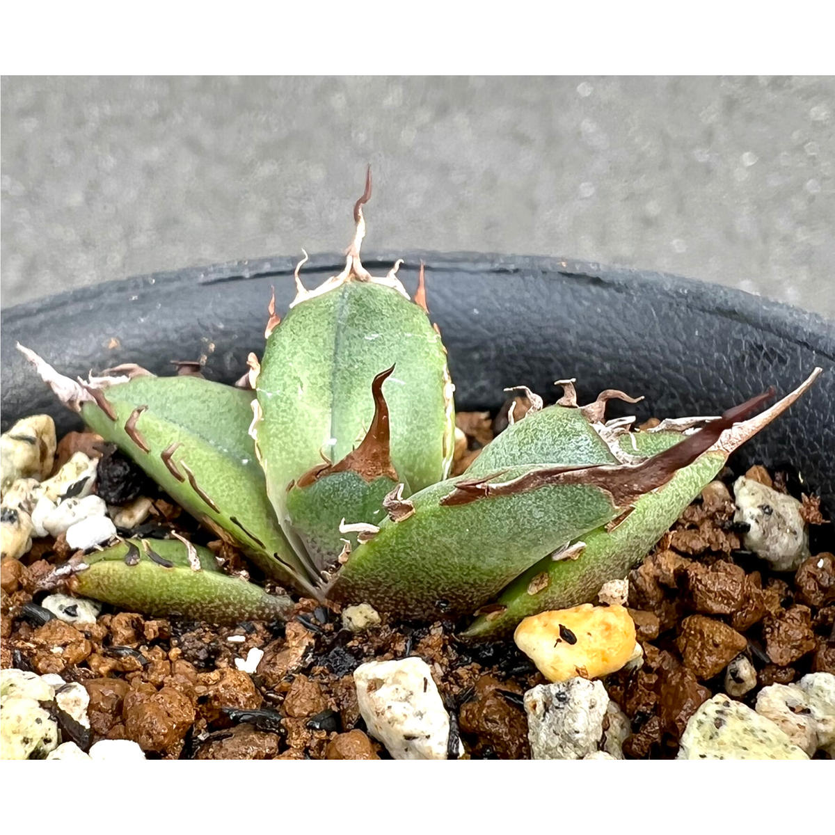 AAD アガベ Agave チタノタ 緑犀牛 titanota Green rhino カキコ 発根済み