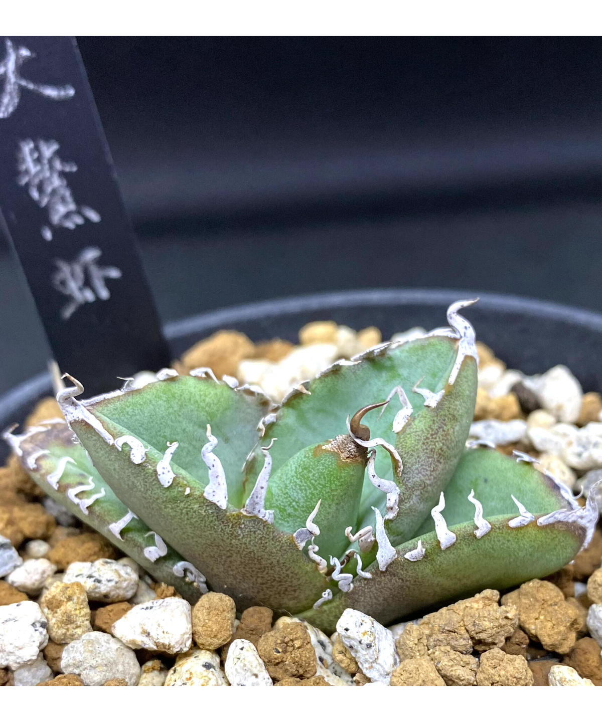 セラトザミア　ロブスタ　大株 アガベ 大螯蝦 ロブスター 子株