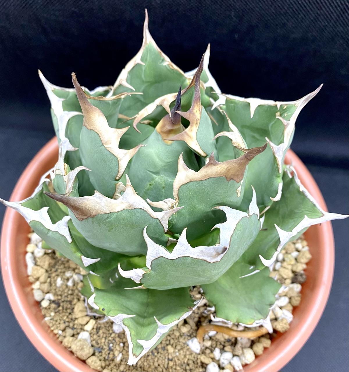 アガベ チタノタ オテロイ 逆棘 蟹タイプ 【公式通販】