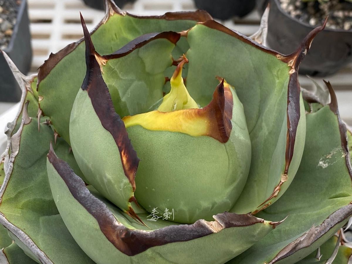 アガベ agave 『Juggernaut ジャガーノート 純血』 発根済み