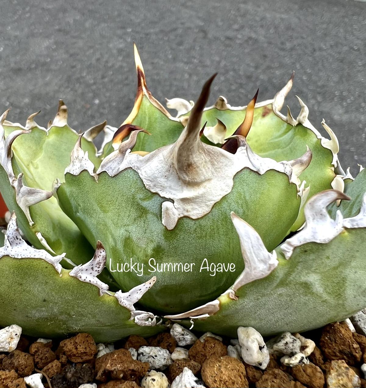 アガベ チタノタ “金鯨” 子株 台湾【Agave Titanota 金鯨