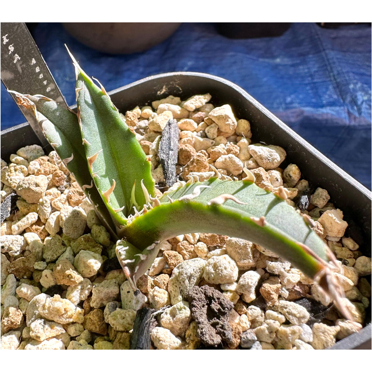 agave titanota sharksoui アガベチタノタ 極美株① agave titanota sharksoui アガベチタノタ 極美株①