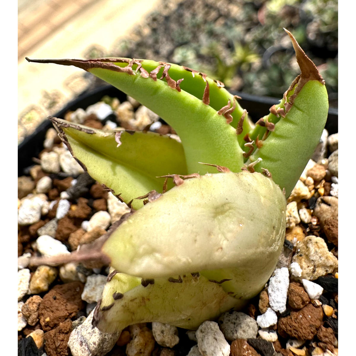 SAD variegata 南アフリカダイヤモンド 錦 極上 発根管理済み｜アガベ 