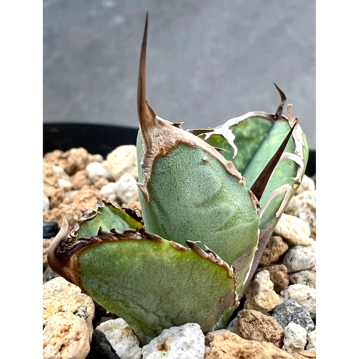 アガベ 多肉植物 チタノタ Mesmerizing Spines-NB 超レア種発根