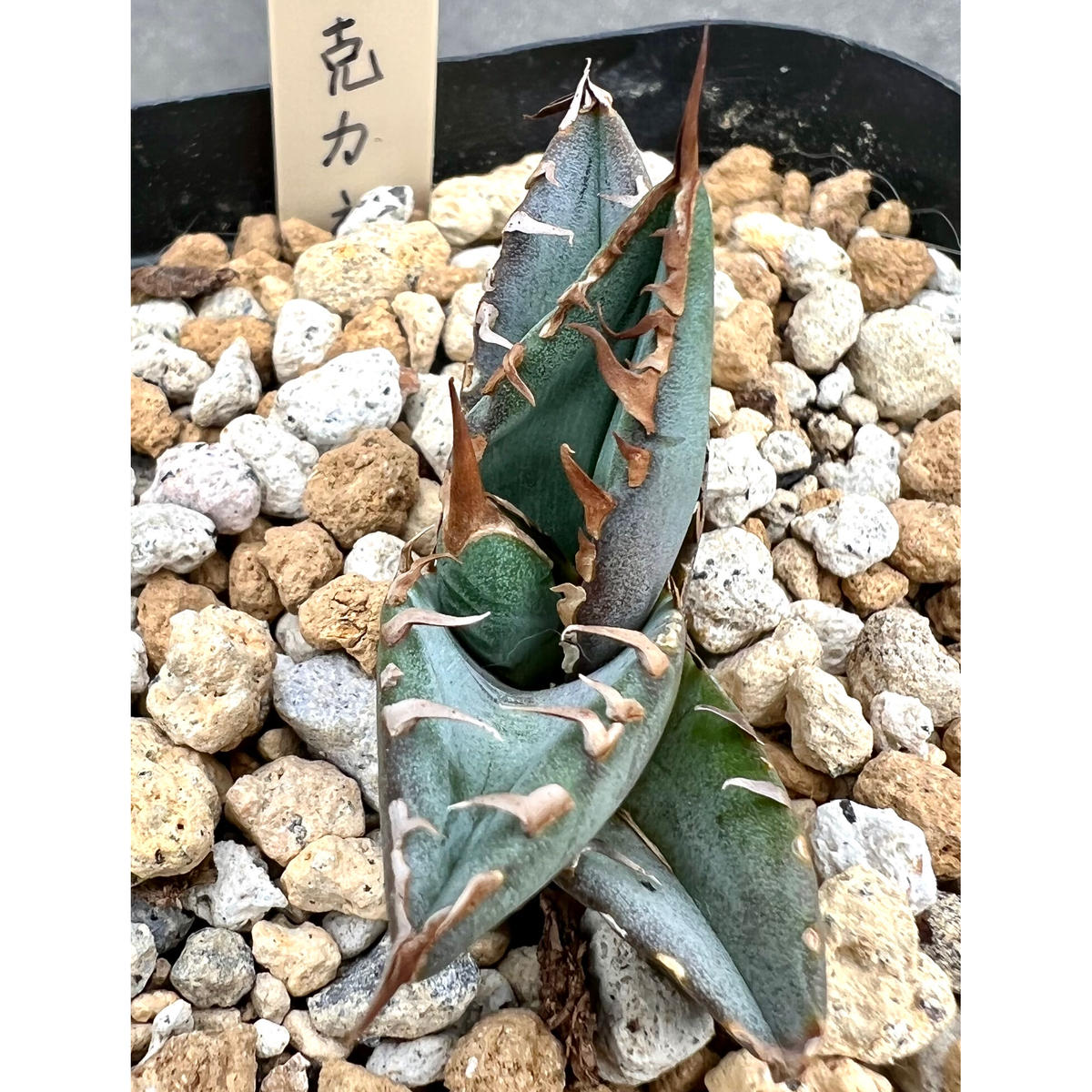 アガベ チタノタ 巧克力之吻 チョコレートキッス 子株