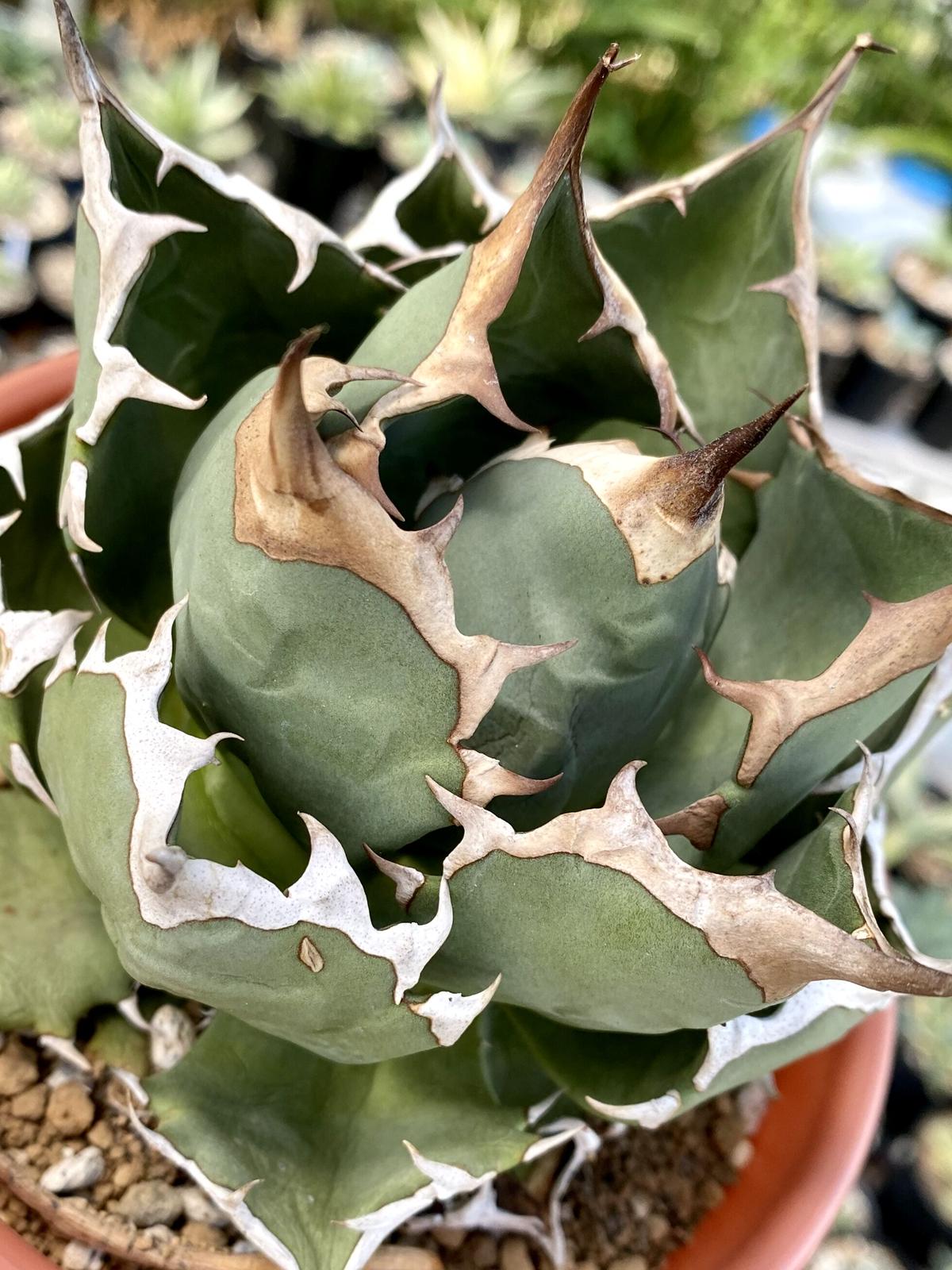 【高騰品種】2小雨新白鯨×ソーラーエクリプス陽炎hyb 強棘極上牡丹葉特選アガベ 高騰品種】2小雨新白鯨×ソーラーエクリプス陽炎hyb 強棘極上牡丹葉特選