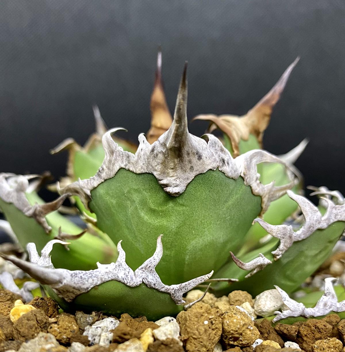 アガベ agave チタノタ titanota シーザー凱撒 | Lucky Summer ... アガベ agave チタノタ titanota シーザー凱撒 | Lucky Summer ...