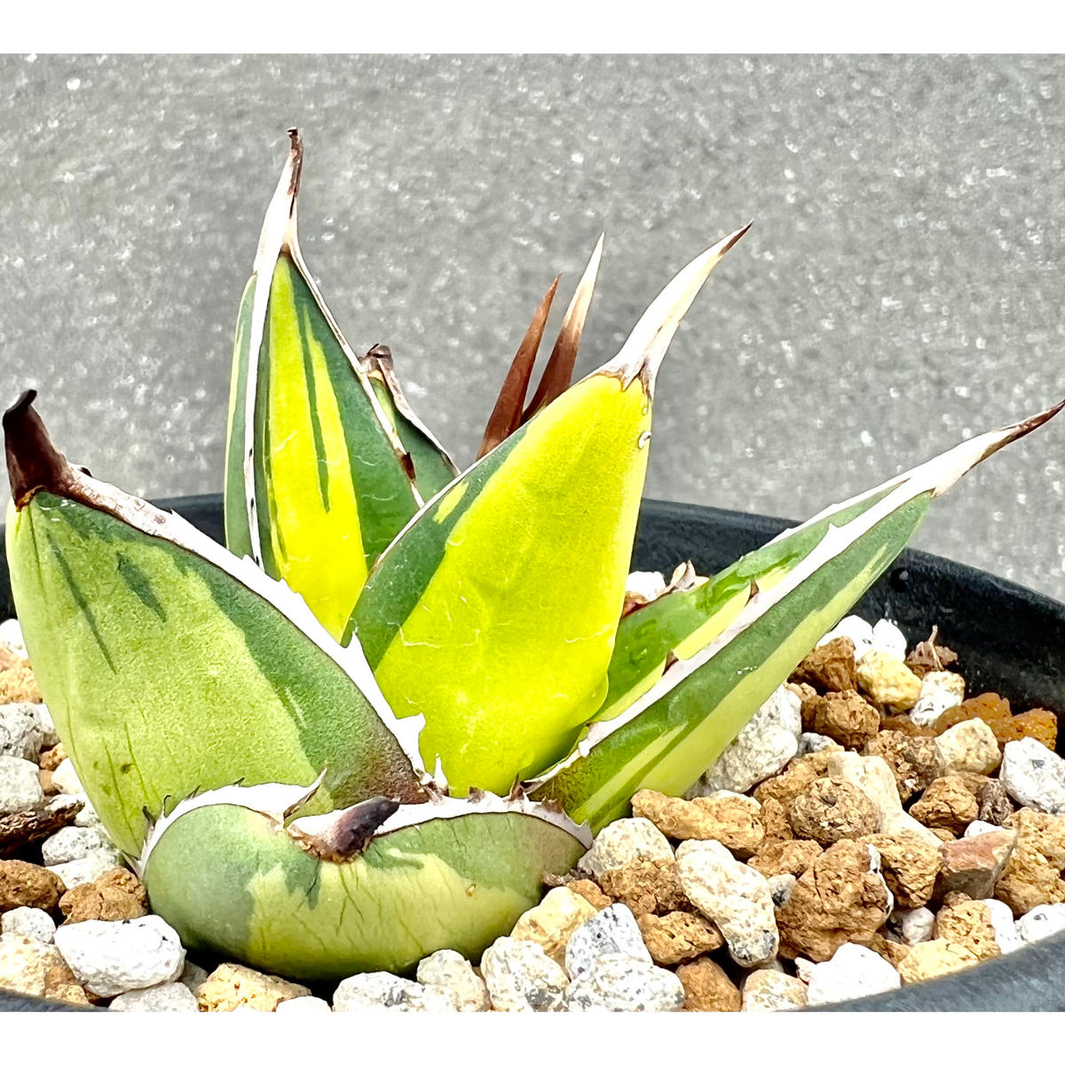 激レア アガベ 那智の輝き 黄中斑 メディオピクタ アメリカーナ