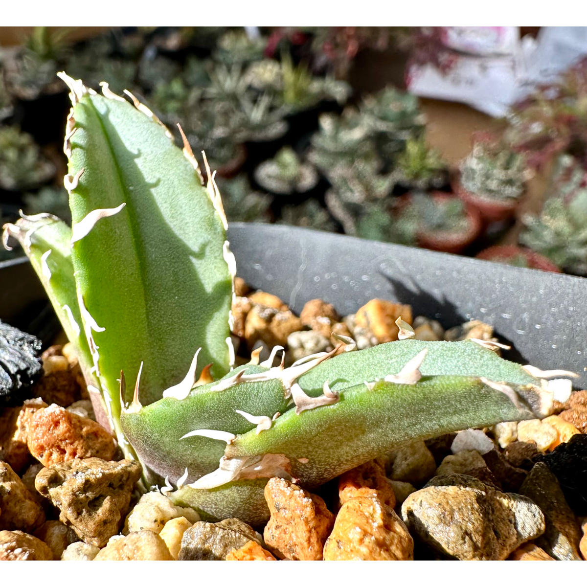 agave titanota sharksoui アガベチタノタ 極美株① agave titanota sharksoui アガベチタノタ 極美株①