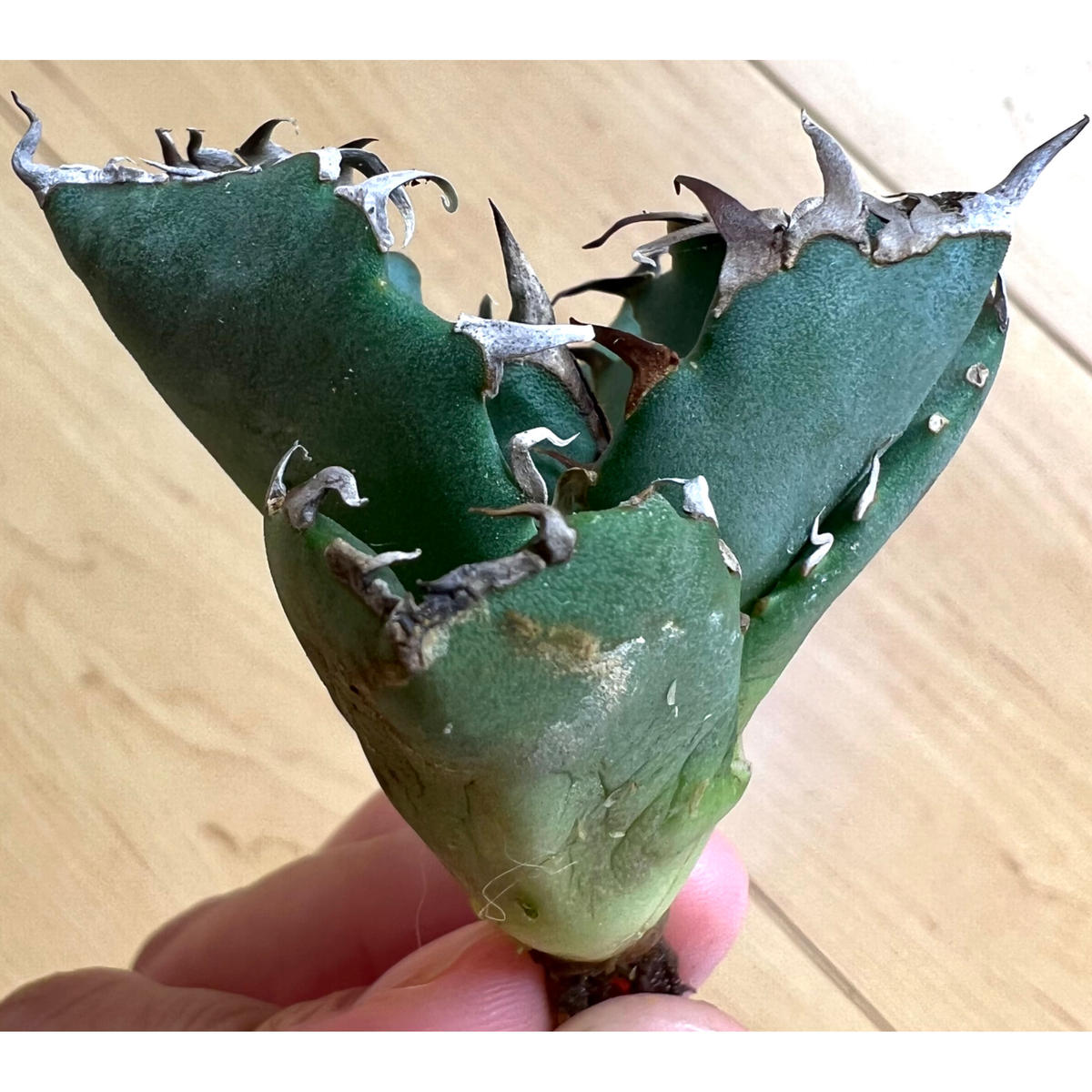 38#多肉植物アエオニウム錦❤️ かぐや ❤️7頭16cm拔き苗