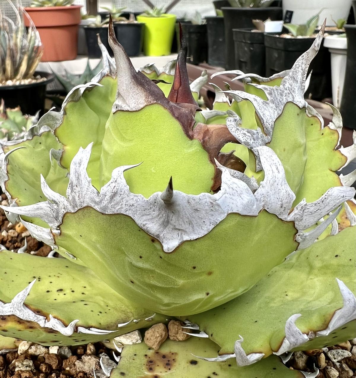 アガベ agave チタノタ titanota『大鋼牙 白排棘』発根済み極上棘