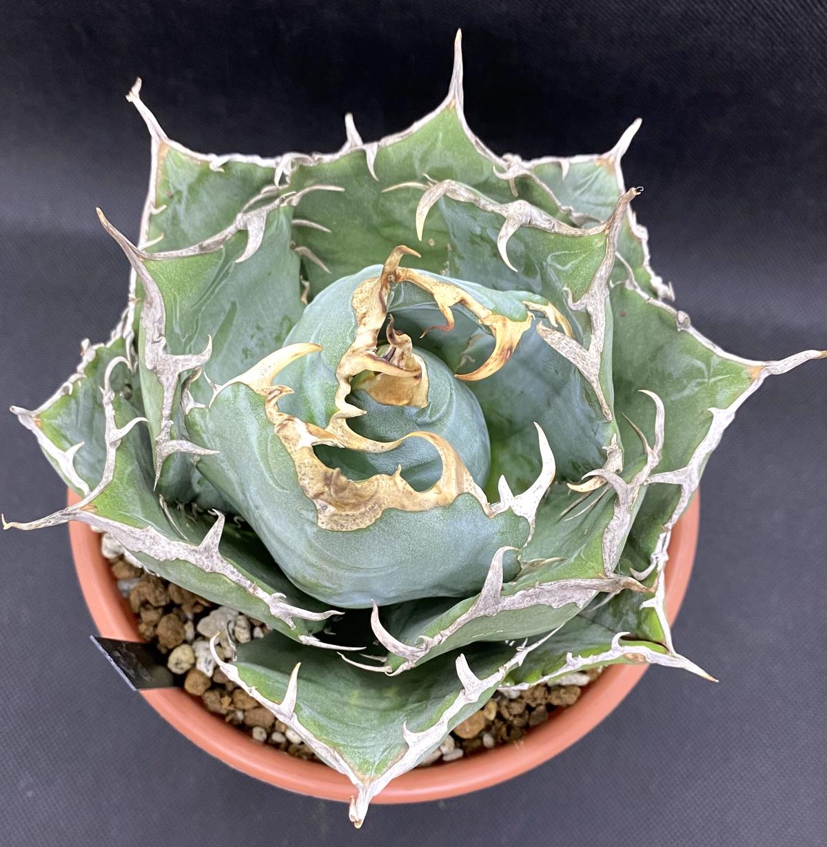 アガベ agave チタノタ 白鯨 厳選大株