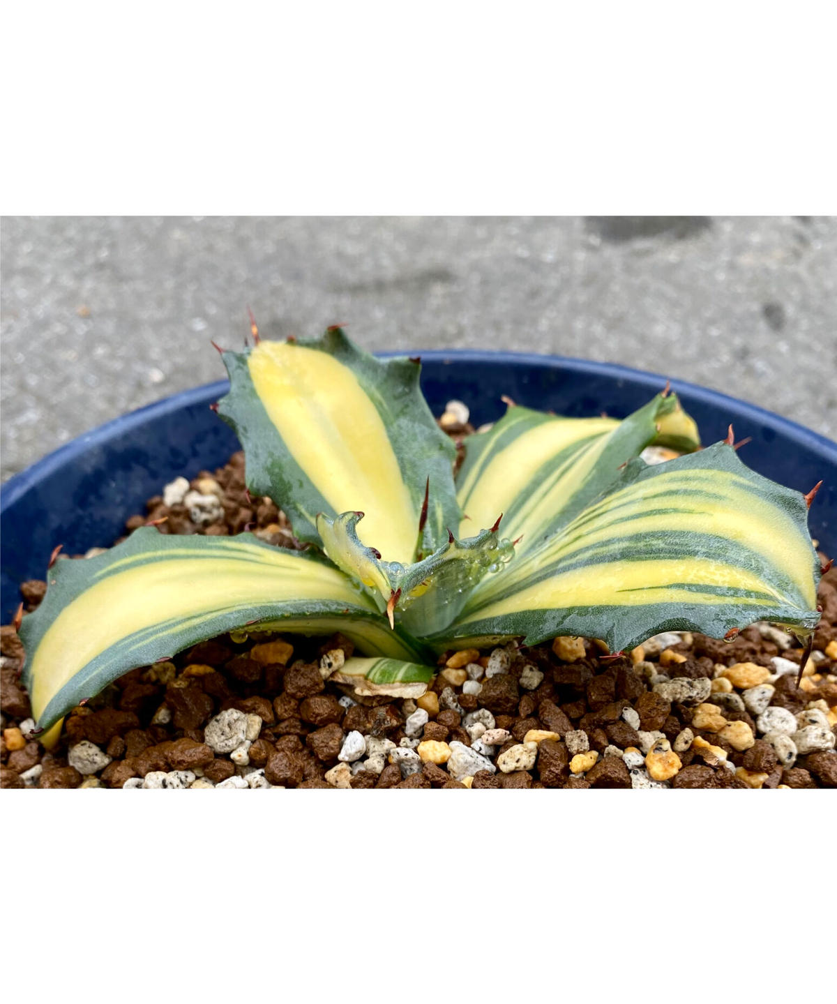 新しく着き アガベ フェロックス錦 縞斑 植物/観葉植物 - education