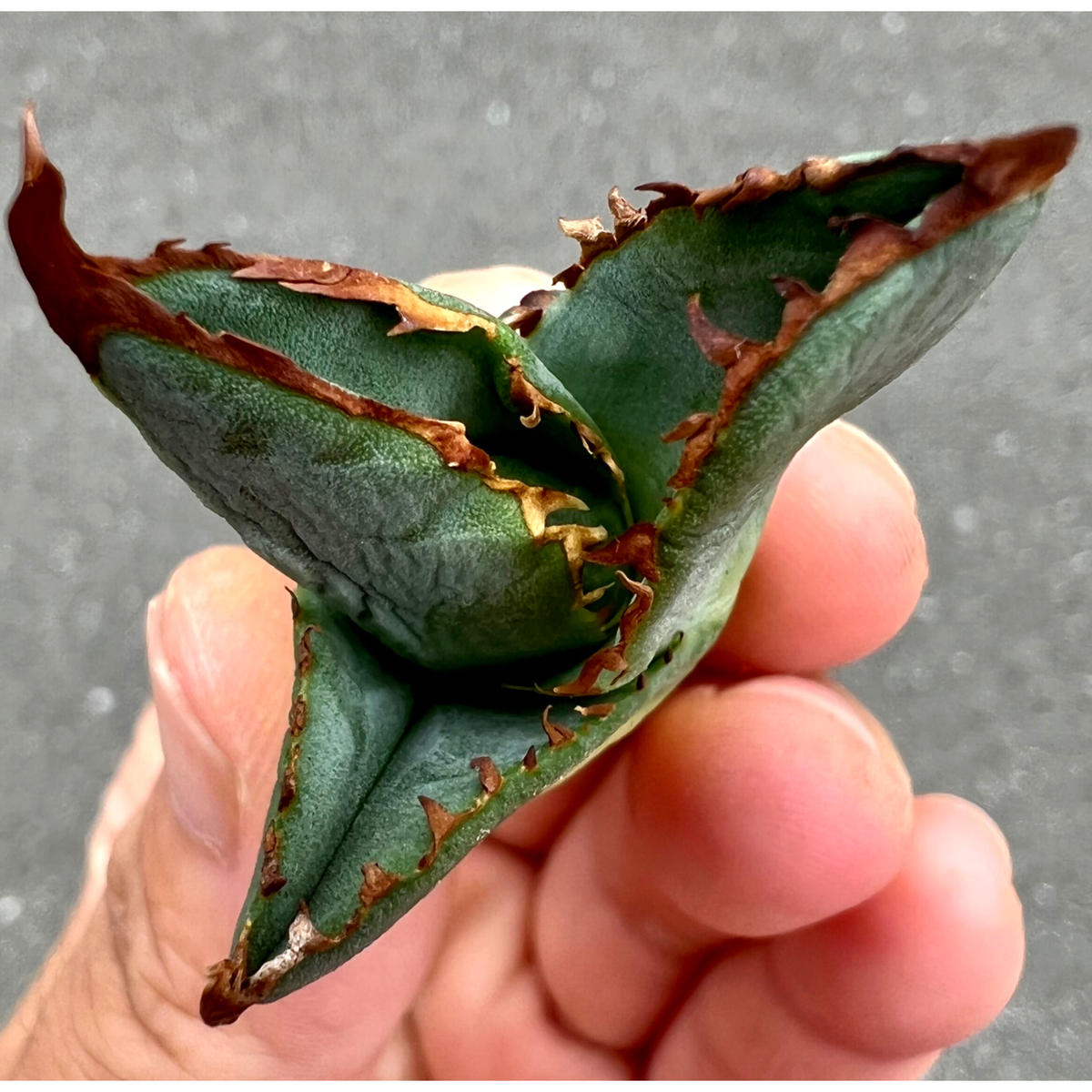 アガベ チタノタ 巧克力之吻 チョコレートキッス 子株