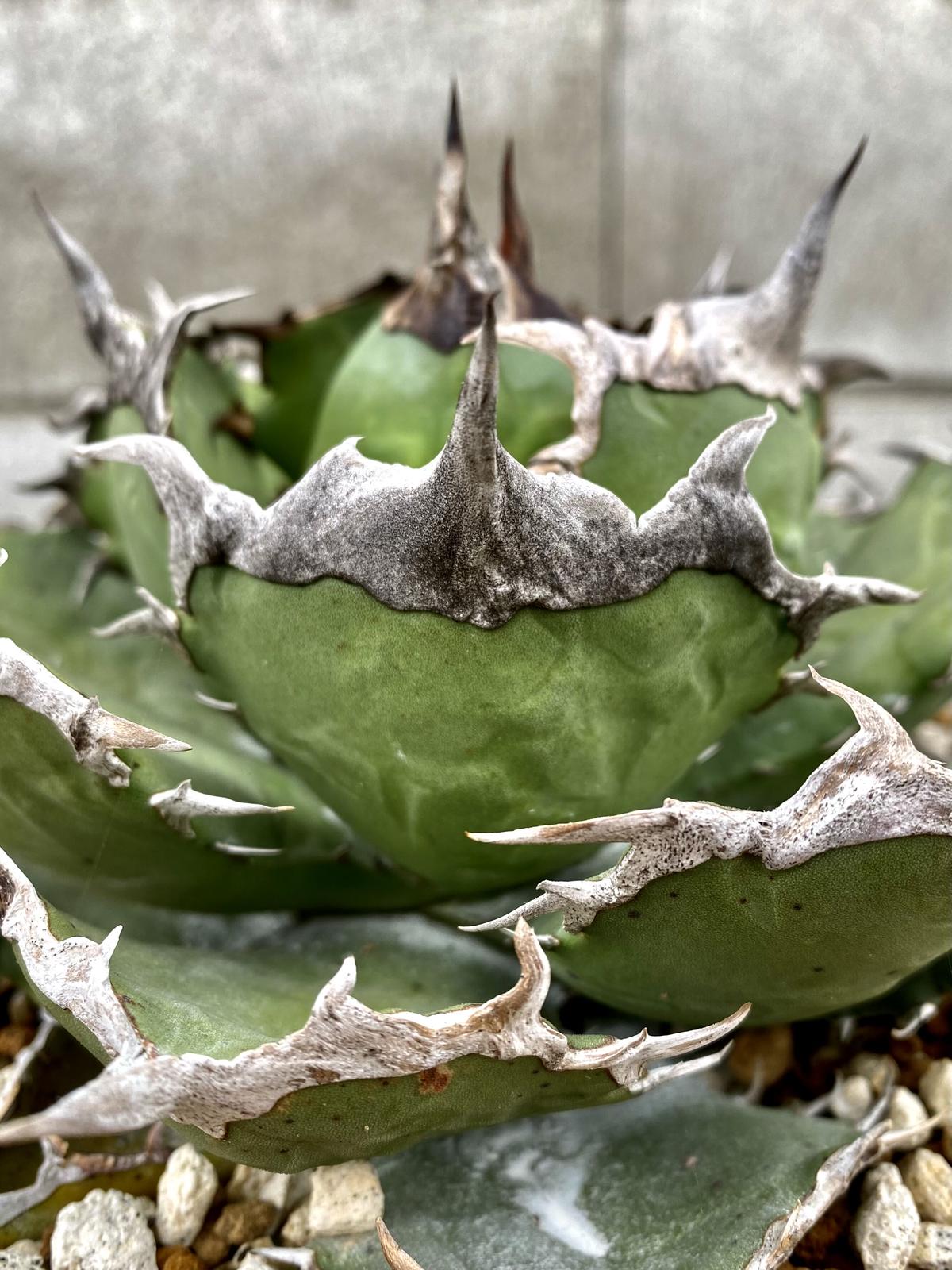 アガベ agave titanota チタノタ『狂戦士 黒犀牛』一株限定 アガベ agave titanota チタノタ『狂戦士 黒犀牛』一株限定