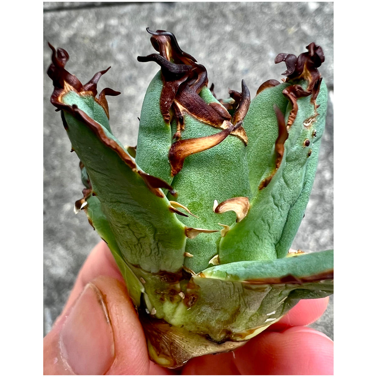 つるん様チタノタ ハデスと実生 アガベ 