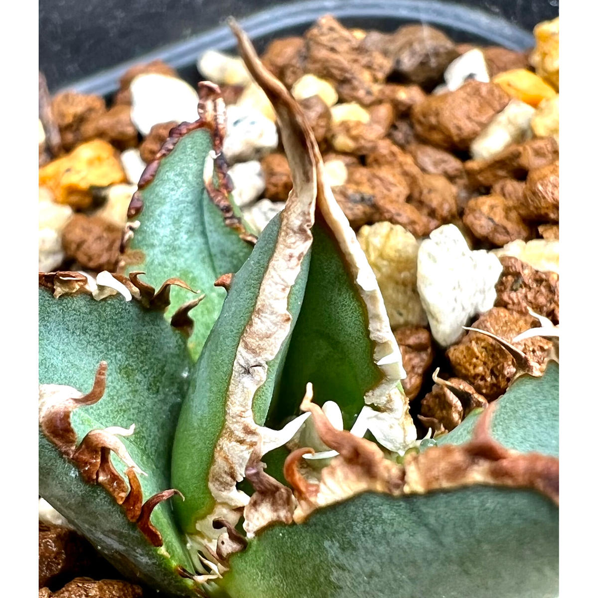 作家さんリメイク鉢 ねこさんきーまま様用 hidden agave 希少