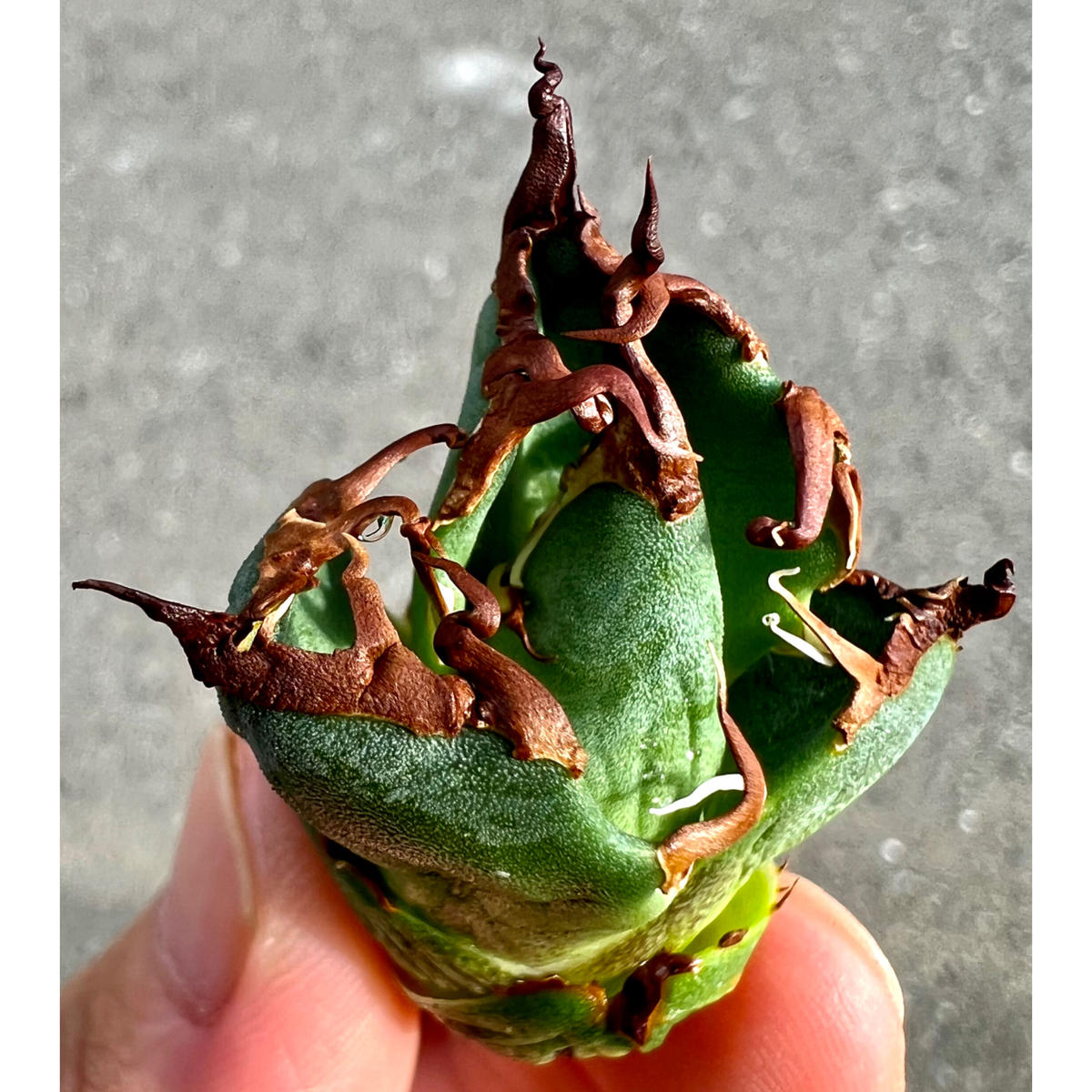 アガベ “WANDER” 紫色血統 (検 シーザー 悪魔くん 白犀牛 オテロイ アガベ 