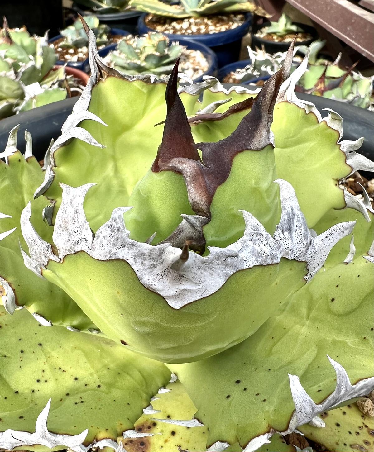 Agave titanota SS-02 アガベ チタノタ 台湾実生株 発根済み 【公式通販】