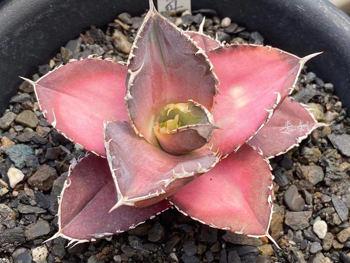 W13 超特選 アガベ チタノタ 『緋紅牡丹』 最も特殊な品種 極上子株1株