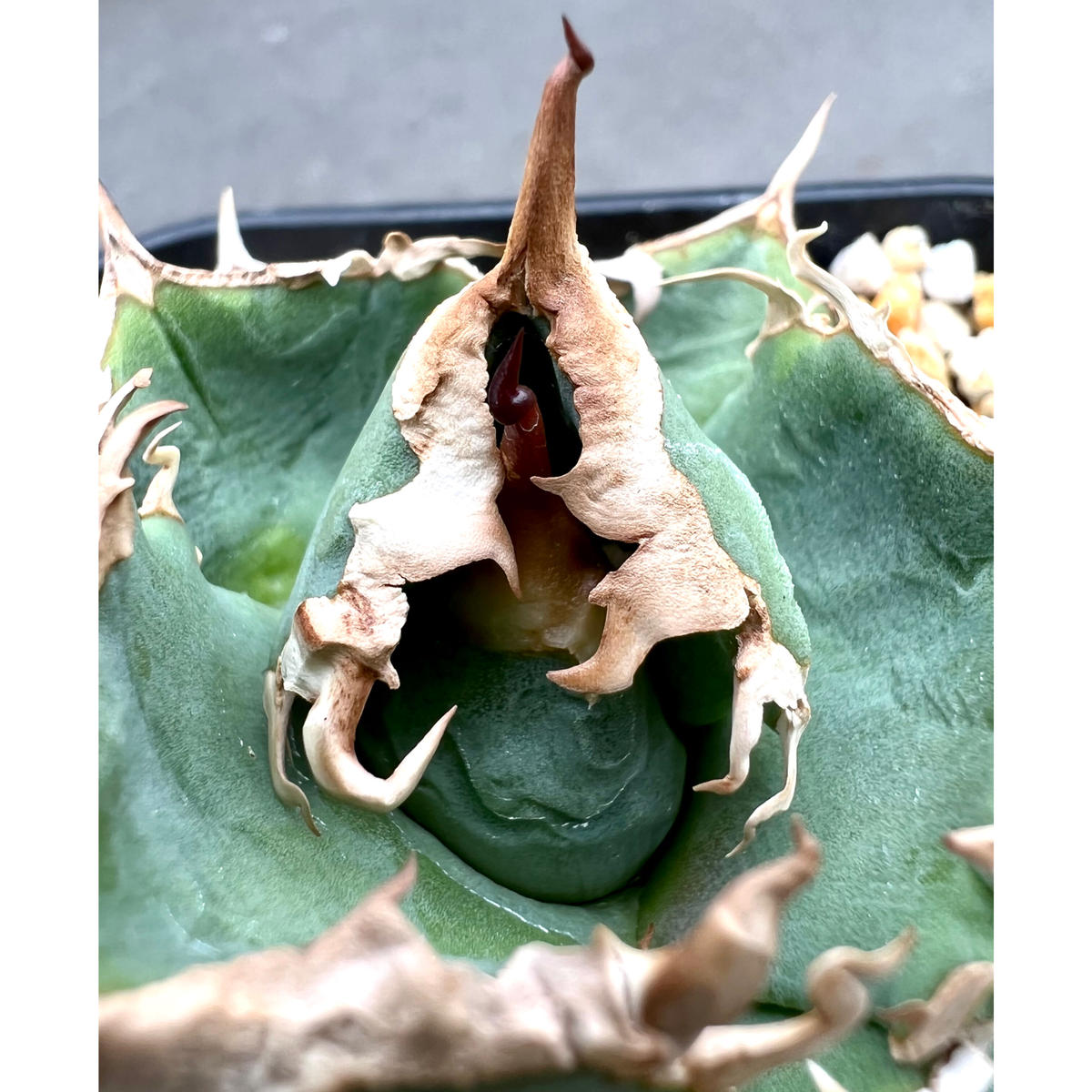 agave titanota sharksoui アガベチタノタ 極美株①