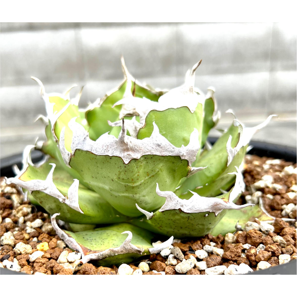 アガベ agave titanota チタノタ『鬼爪 雪峰 皮卡丘』 | Lucky Sum...