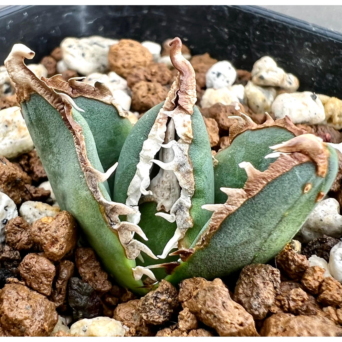 限定W特典付属 アガベ チタノタ 狼人 | mcshoescolombia.com.co