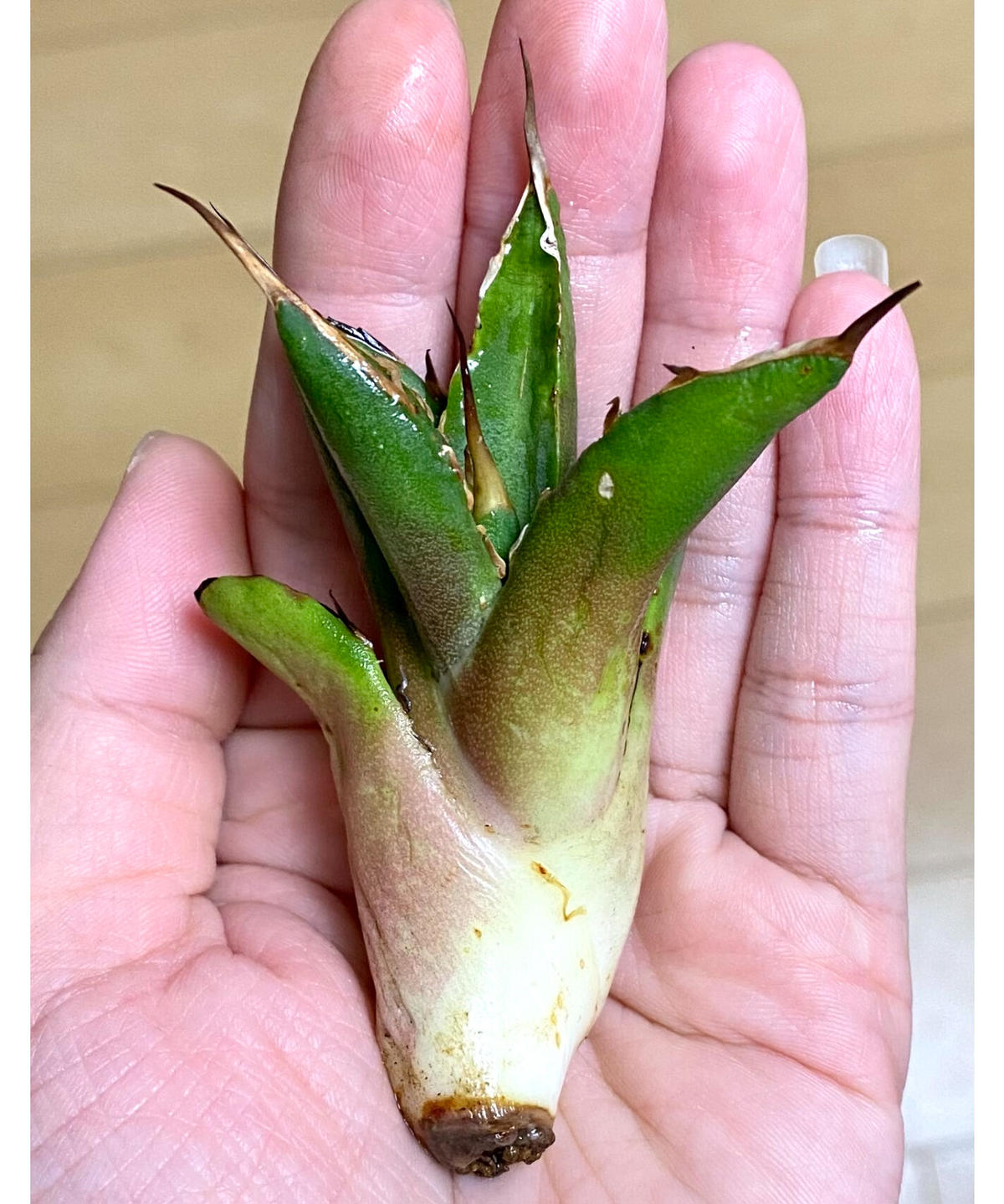 アガベ agave チタノタ titanota 鬼爪 雪峰 大きめサイズ子株 | Luc...