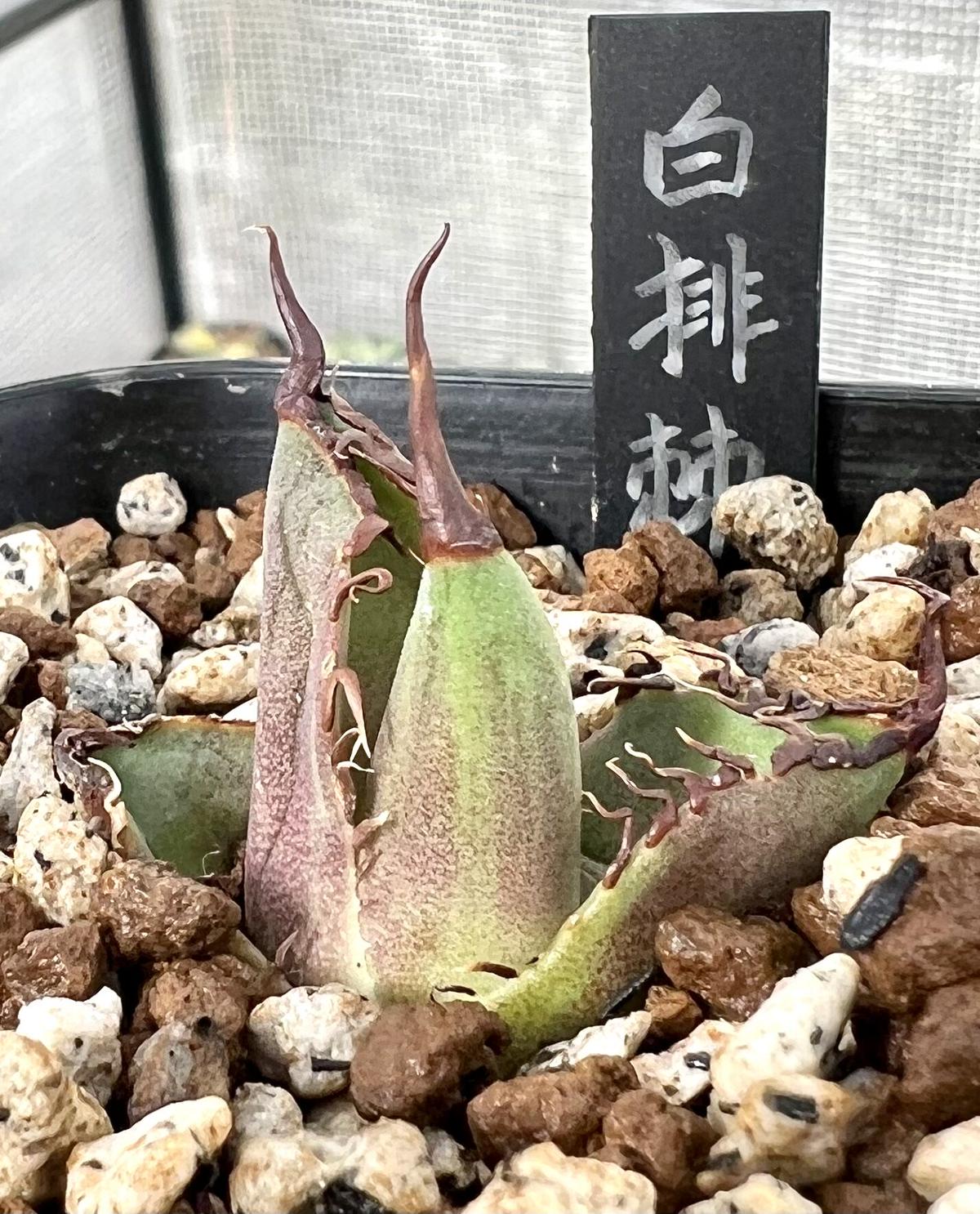 goodtaniku】大鋼牙 発根済み 鉢ごと発送 アガベ 