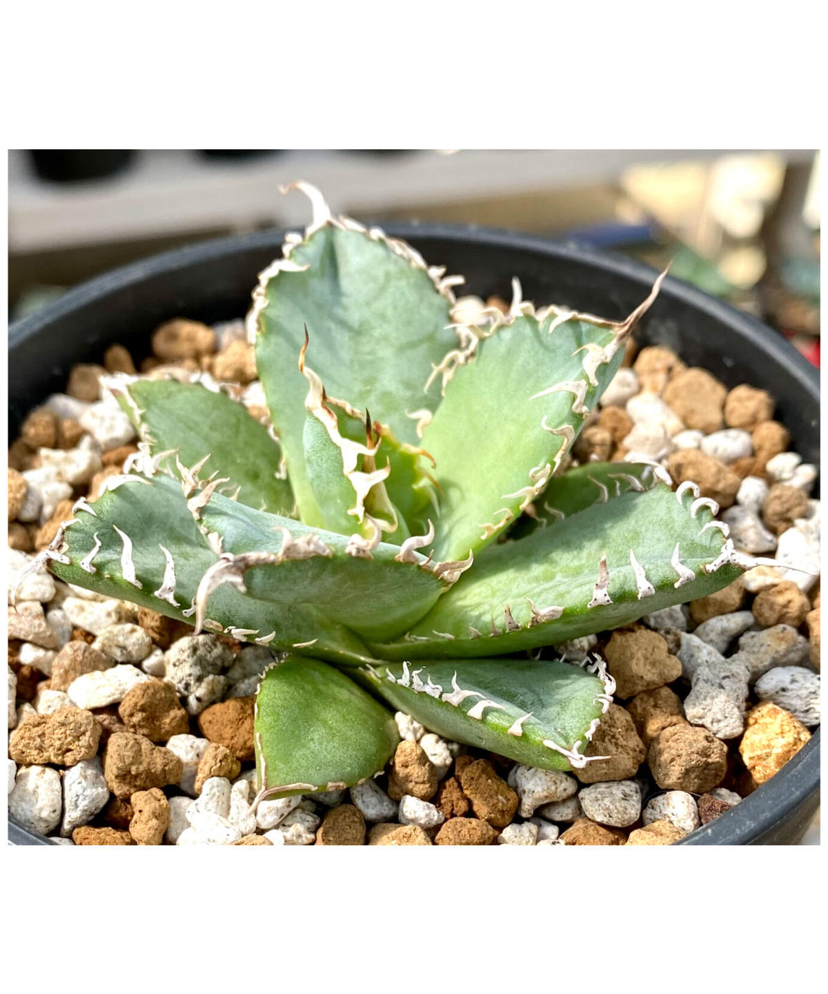 多肉植物アガベ チタノタ フィリグリー 圓葉拇指入荷徒長。特别価格