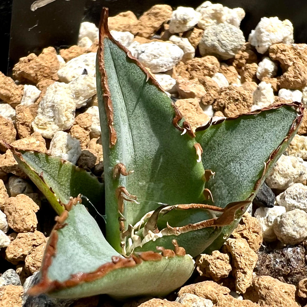 2/27中最終SALE】 Agave titanota 白鯨 アガベ
