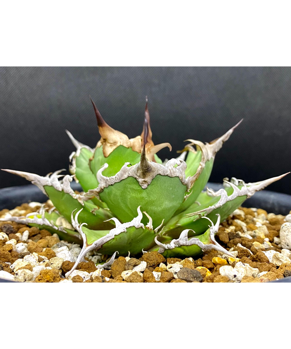 見本　途中で消します　文頭したディッキア　オレンジは⚫⚫⚫ジン 見本 途中で消します 文頭したディッキア オレンジは⚫⚫⚫ジン Steady