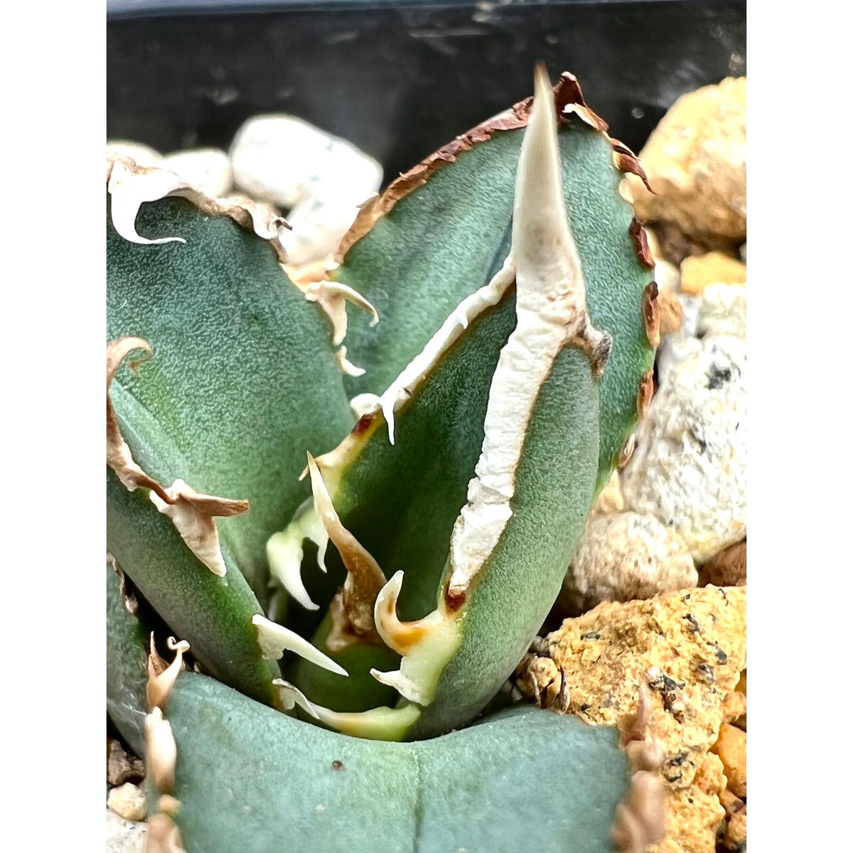 取扱店舗限定アイテム 多肉植物アガベ チタノタ 狼人極上小株