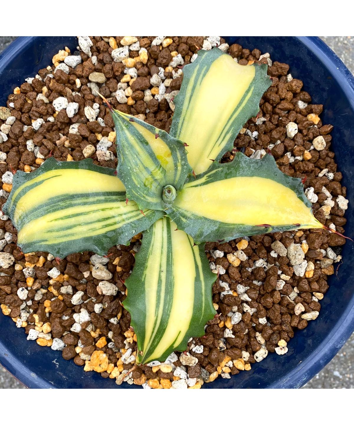 新しく着き アガベ フェロックス錦 縞斑 植物/観葉植物 - education