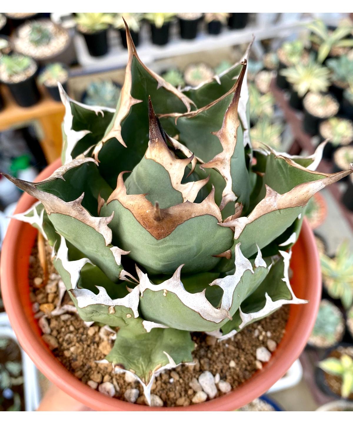 アガベ 極上黒棘選抜 狂棘個体 二股禾 レア株