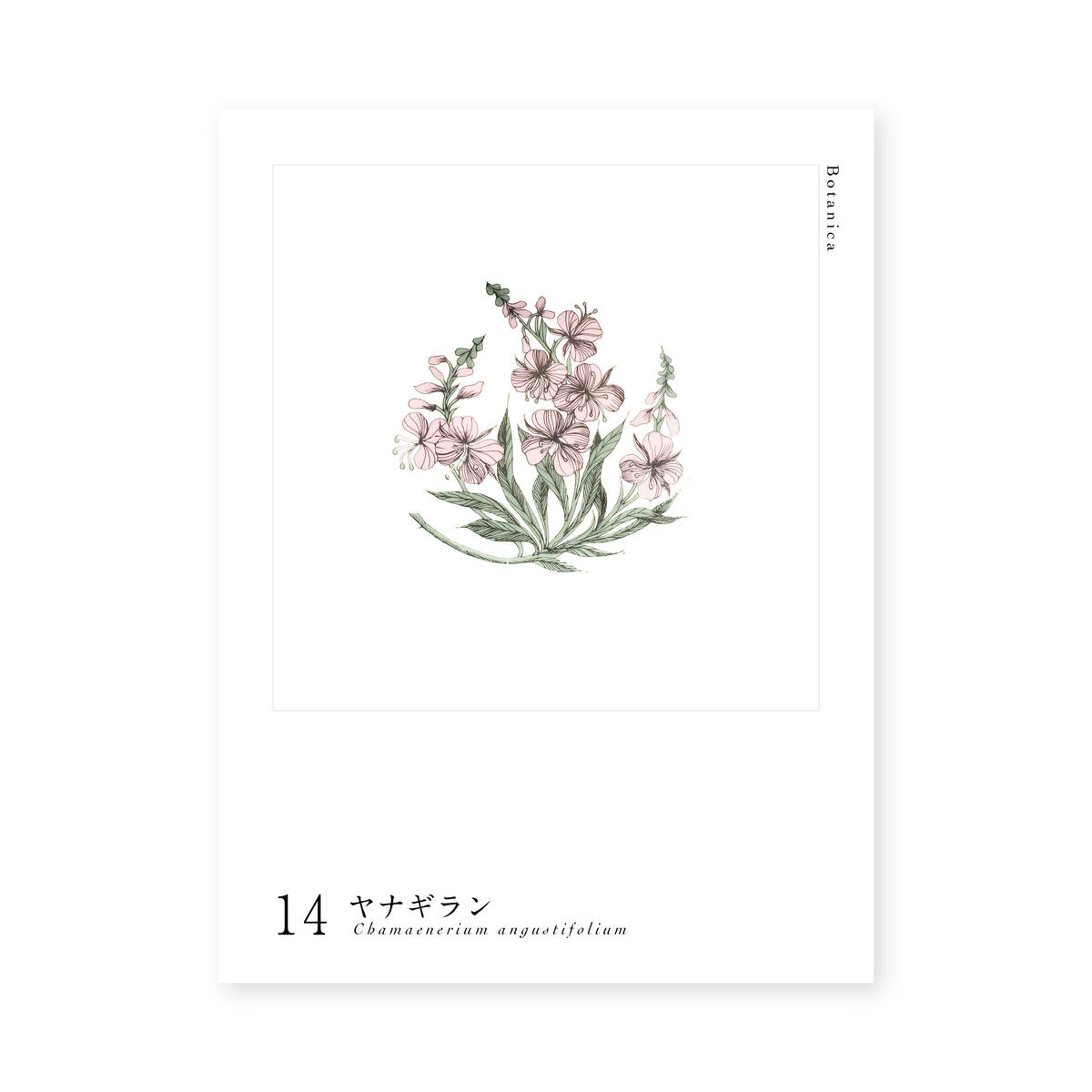 Botanica 14 ヤナギラン Chamaenerium Angustifolium Botanica 14 ヤナギラン Chamaenerium Angustifolium