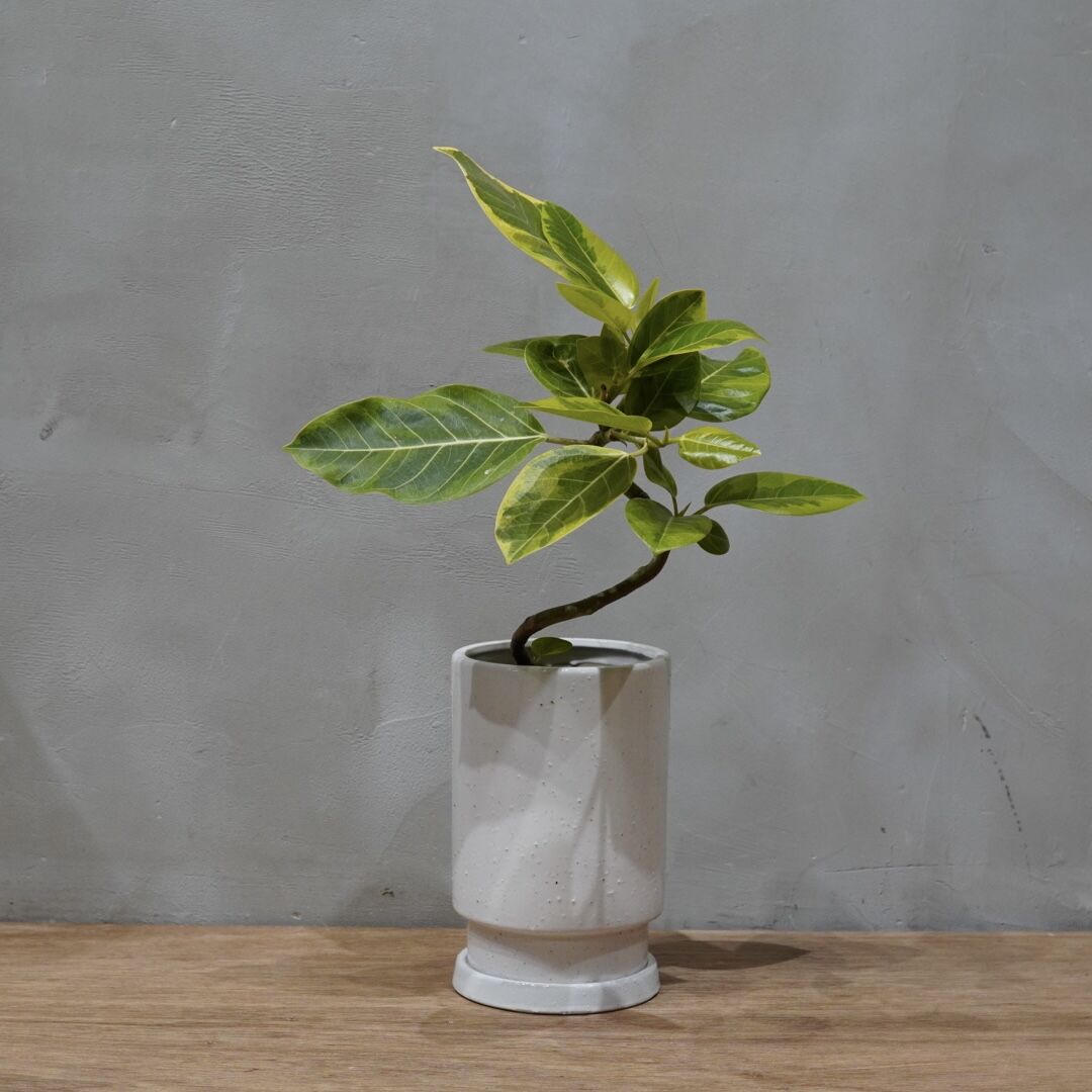 フィカス アルテシーマ Ficus Altissima Green Supply Luvo