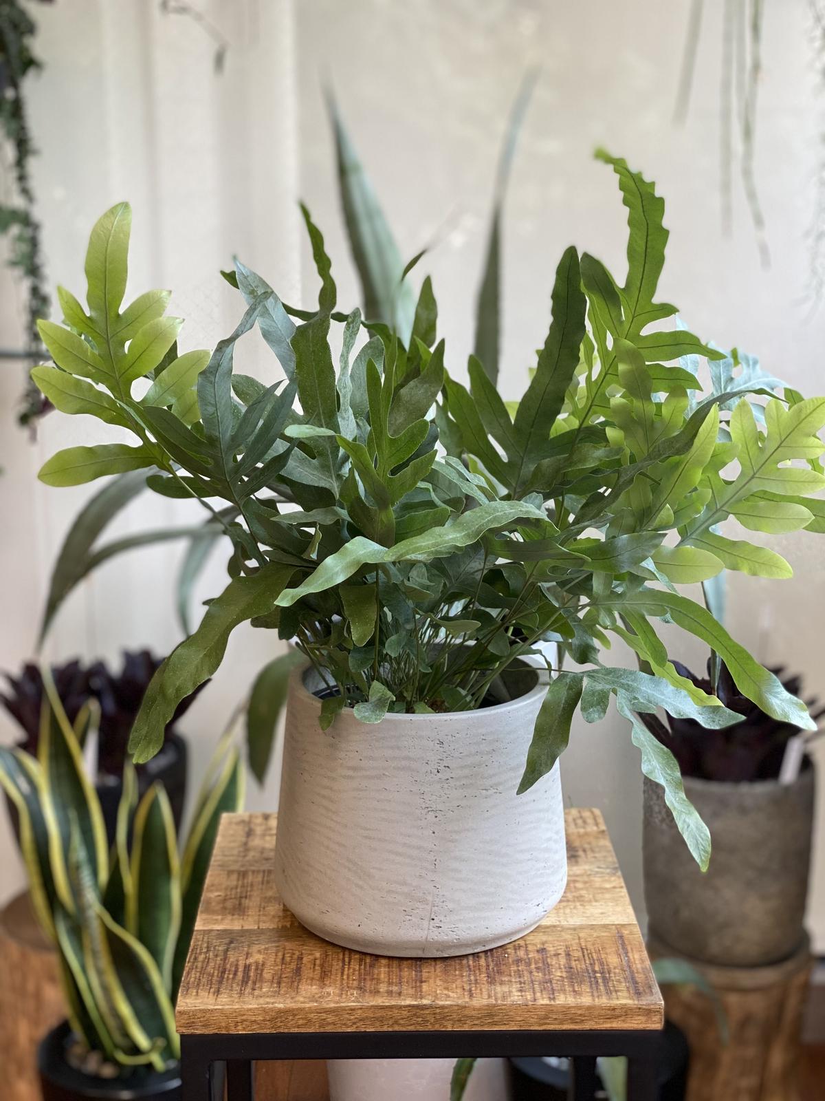 インテリアグリーン フレボディウム ブルースター Musubu