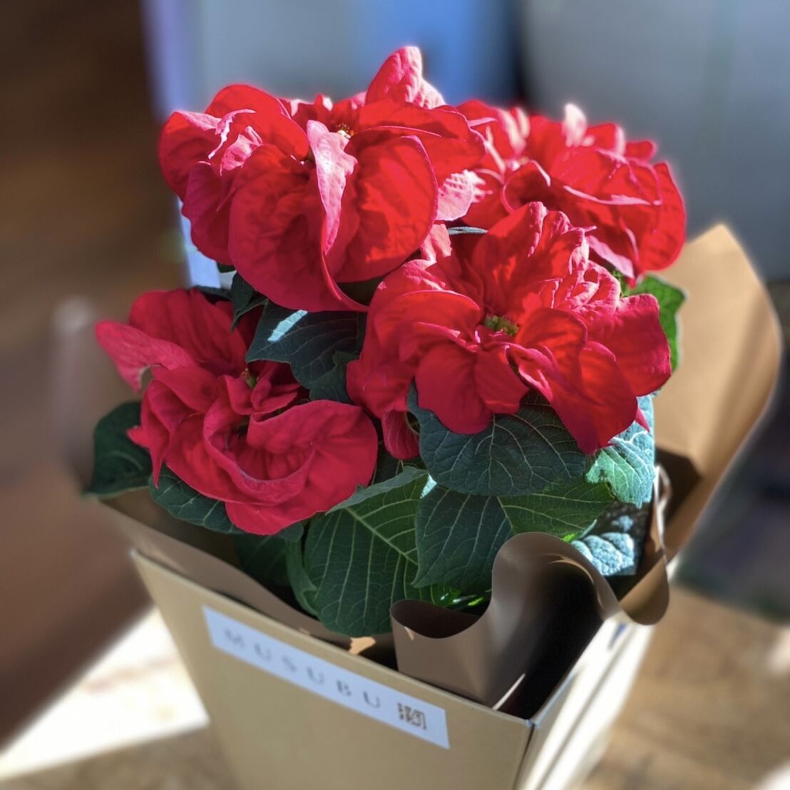 ポインセチア ウィンターローズ Musubu