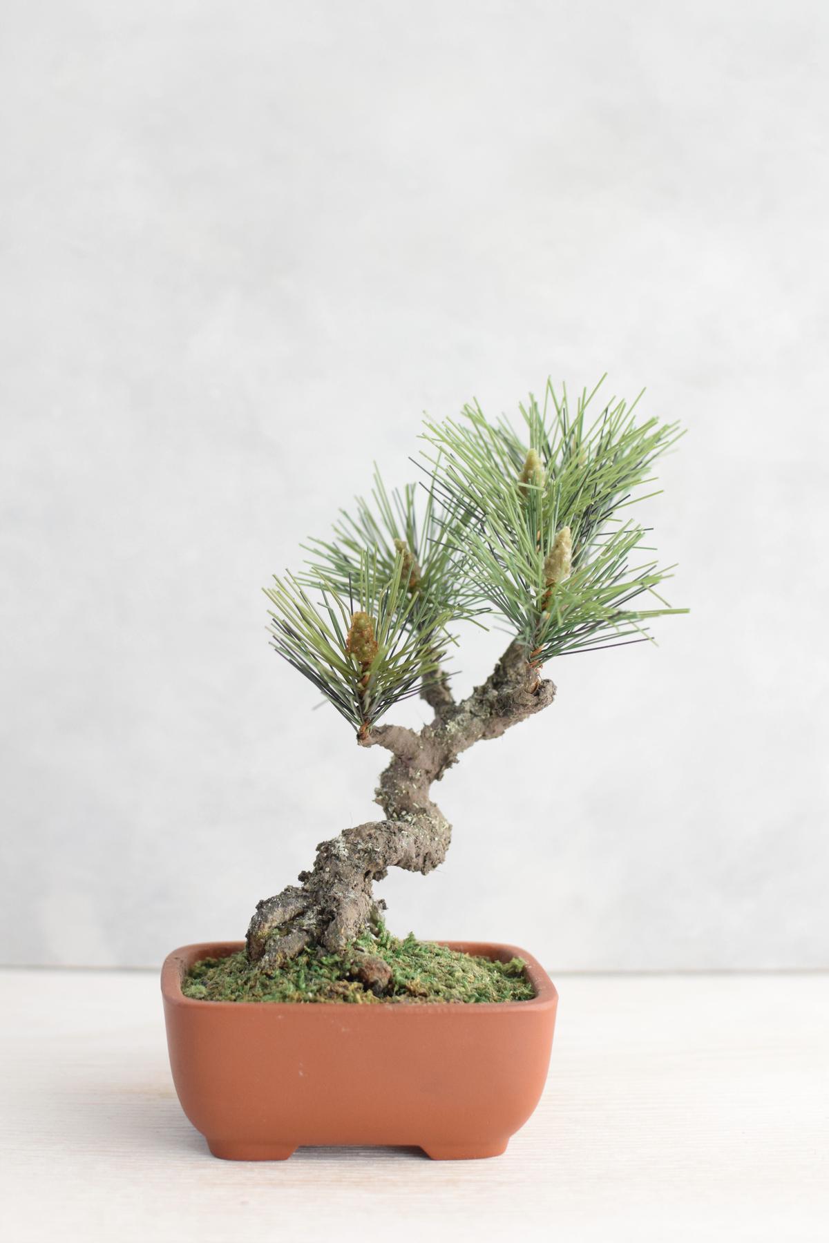 黒松 盆栽 変木 文人 斜幹