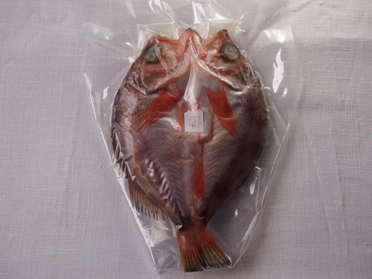 柳はちめ めばる つりや