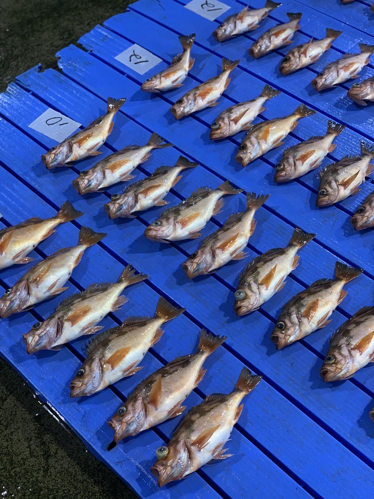 柳はちめ めばる つりや