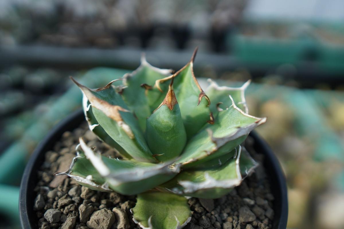 アガベ チタノタ 鬼爪雪峰 Agave titanota “Onitsume Yukimin...